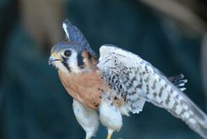 Small falcon with beautiful feathers flapping its wings photo