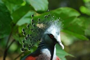 encantador plumas coronamiento el parte superior de un guora pájaro foto
