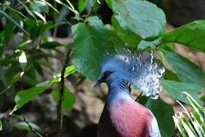 Striking Victoria Crowned Pigeon in a Garden photo