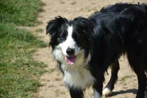 Looking Directly into the Face of a Border Collie Dog photo