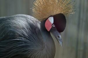 Grey Crowned Crane Bird with Interesting Feathers photo