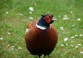 Wild Common Pheasant on a Spring Day photo