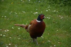 Amazing Ring Necked Pheasant in the Wild photo