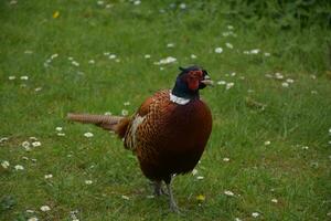 Amazing Ring Necked Pheasant in the Wild photo