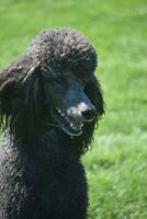 Really Stunning Standard Black Poodle Close Up photo