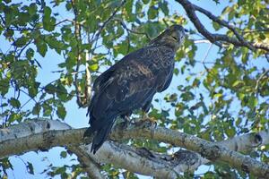 salvaje dorado águila mirando para presa desde un árbol foto