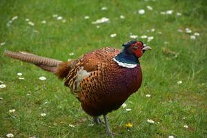 Pheasant with His Feathers Slightly Ruffled in the Spring photo