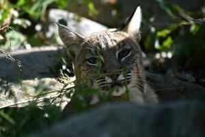 Bobcat Peering Through Weeds in the Wild photo