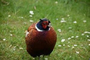 Stunning Colorful Pheasant in the Wild on a Spring Day photo