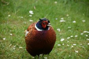Stunning Colorful Pheasant in the Wild on a Spring Day photo