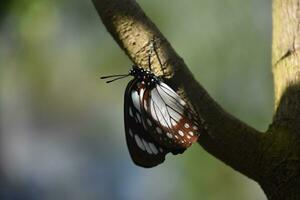 Small Black and White Butterfly Climbing Up a Tree Branch photo