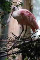 Looking at a Roseate Spoonbill on a Nest photo