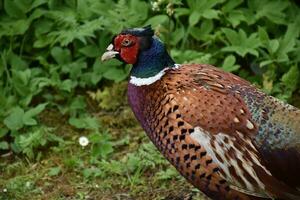 Gorgeous Pheasant Up Close and Personal in the UK photo