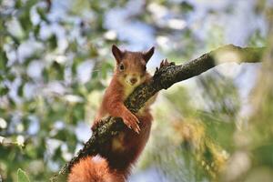 A squirrel standing on a log photo