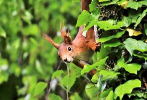 A squirrel standing on a log photo