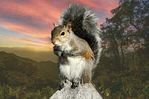 A squirrel standing on a log photo
