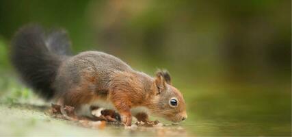 A squirrel standing on a log photo