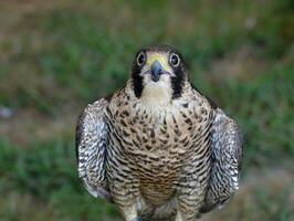 Large falcon looking up with its beak open photo