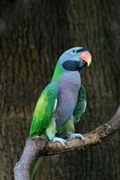 gris y verde vistoso loro pájaro en un miembro foto