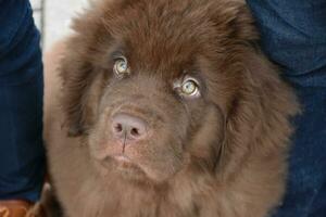 Looking Down into the Face of a Brown Newfie Pup photo