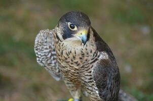 Adorable wildlife photo of a falcon standing