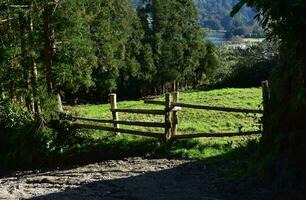 Fenced Pasture on the Azores in Portugal photo