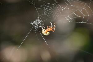 maravilloso cerca arriba de un jaspeado orbweaver araña foto