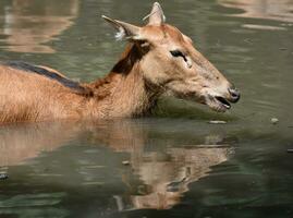 Endangered Pere Davids Deer in Shallow Water photo