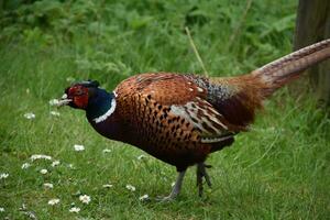 Common Pheasant Moving Quickly Through the Grass photo