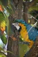 plumas alborotado en un azul y oro guacamayo foto