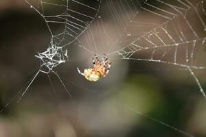 jaspeado orbweaver araña en un intrincado web foto