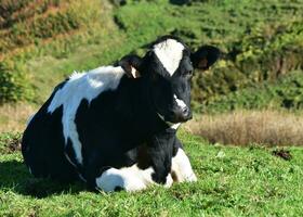 hermosa negro y blanco vaca descansando en un pasto foto