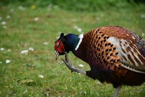 Large Colorful Pheasant Scratching His Head with His Foot photo