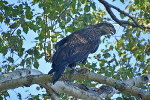 Hooked Beak On a Golden Eagle in a Tree photo