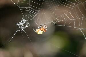 Orbweaver Spider with a Colorful Abdomen in a Web photo