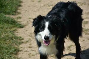 Adorable Black and White Border Collie Dog in the Sun photo