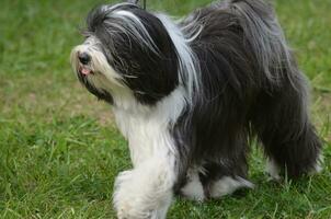 Old English Sheepdog with a Pink Tongue Peaking Out photo