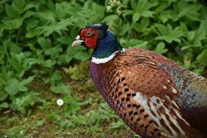 Looking Into the Face of a Beautiful Pheasant photo