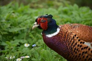 Great Profile Capture of a Game Pheasant photo