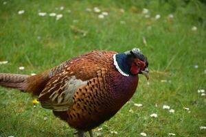 Ring Neck Pheasant Looking Down at the Grass photo