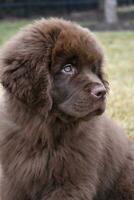 Precious Sweet Face of a Brown Newfoundland Puppy photo