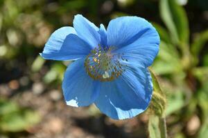 Large Blooming Himalayan Blue Poppy Flower Blossom photo