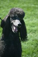 adorable de pura raza estándar negro caniche en un campo foto