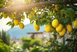 Lemons growing in a sunny garden on Amalfi coast in Italy. AI Generated photo