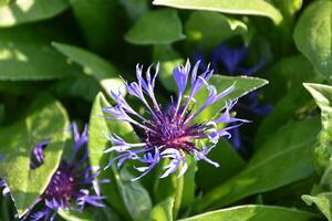 Beautiful Flowering Cornflower Blossom in Bloom in a Garden photo