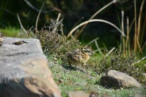 Adorable Running Red Grouse Chick on the Moors photo