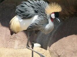 Great View of a East African Crowned Crane photo