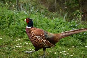 Beautiful Colorful Ring Necked Pheasant Strutting Forward photo