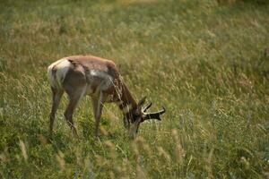 Grazing Pronghorn Antelope Grazing on a Prairie photo