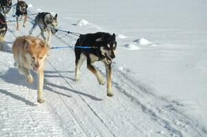 Sled Dog Harnessed and Running in the Snow photo